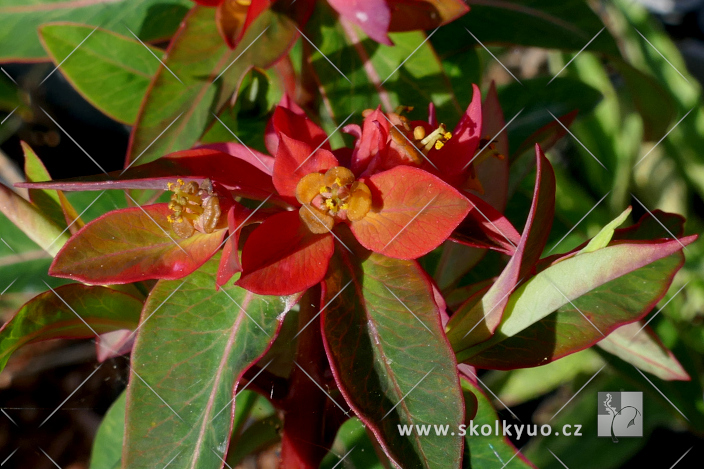 Euphorbia griffithii