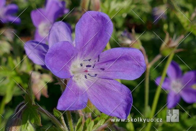 Geranium sylvaticum ´Mayflower´