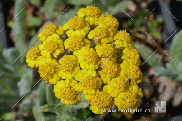 Achillea tomentosa ´Aurea´