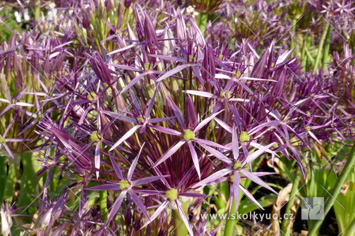 Allium christophii