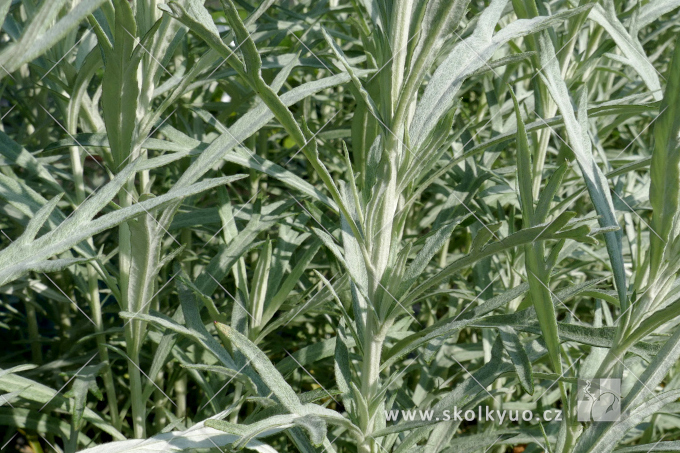 Artemisia ludoviciana ´Silver Queen´
