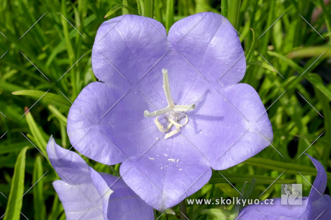 Campanula persicifolia ´Caerulea