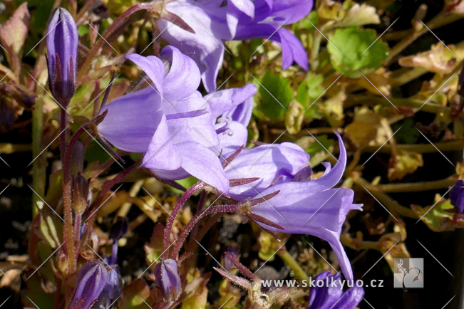 Campanula portenschlagiana