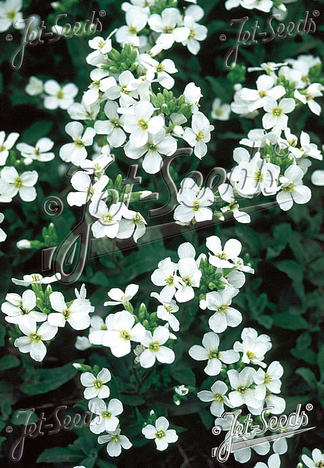 Arabis caucasica ´Schneeball´