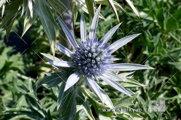 Eryngium bourgatii