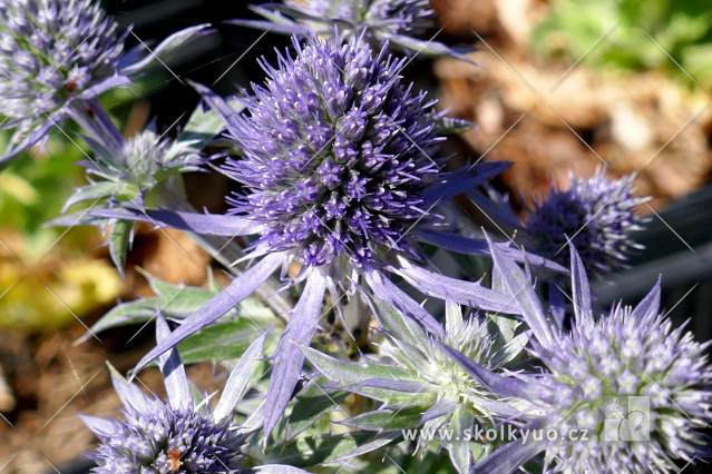 Eryngium planum ´Blue Hobbit´