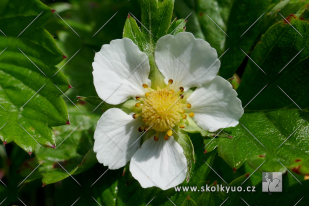 Fragaria vesca
