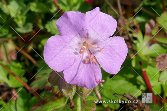 Geranium cantabrigiense ´Cambridge´