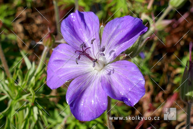 Geranium clarkei ´Kashmir Purple´