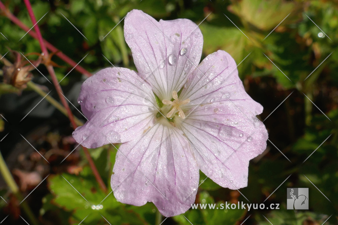 Geranium ´Dreamland´