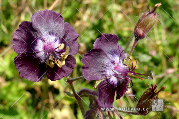 Geranium phaeum