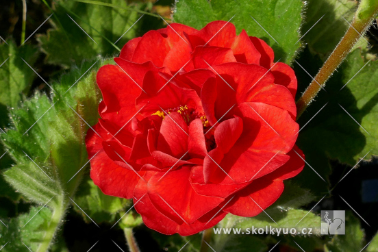 Geum chiloense ´Blazing Sunset´