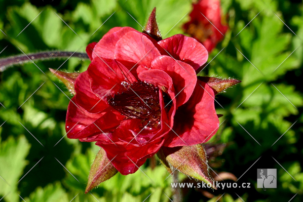 Geum ´Flames of Passion´
