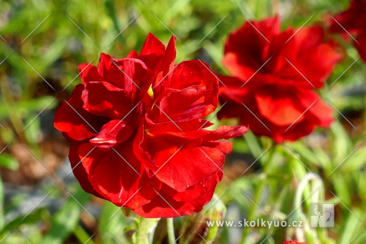 Helianthemum ´Amabile Plenum´