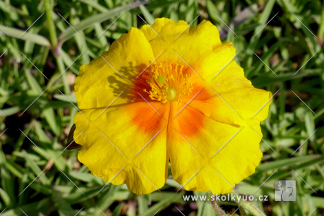 Helianthemum ´Golden Queen´