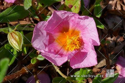 Helianthemum ´Lawrenson´s Pink´