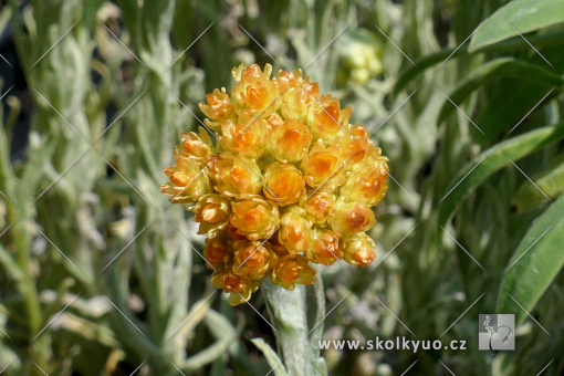 Helichrysum thianschanicum