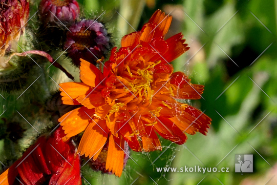 Hieracium aurantiacum