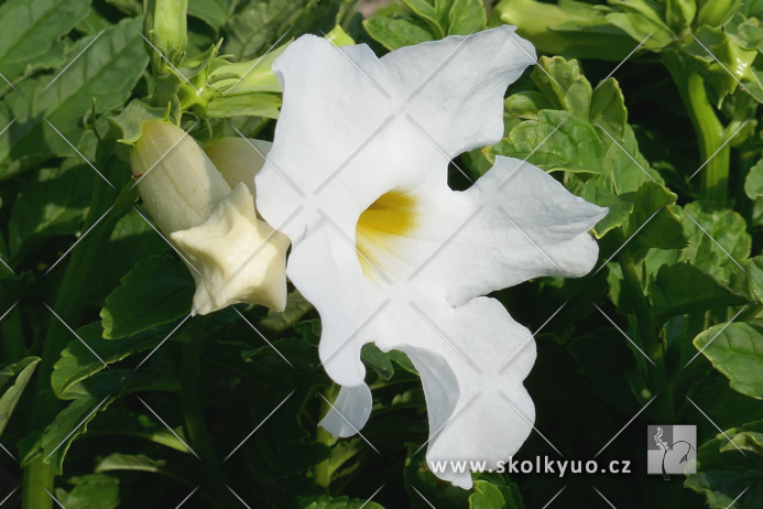 Incarvillea delavayi ´Snow Top´
