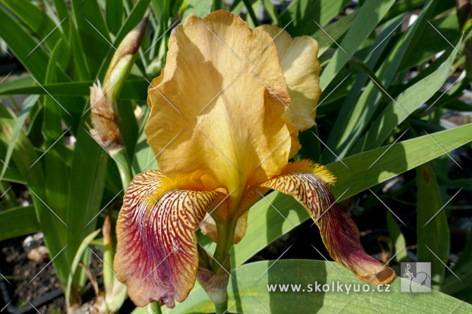 Iris (G) ´Howard Weed´