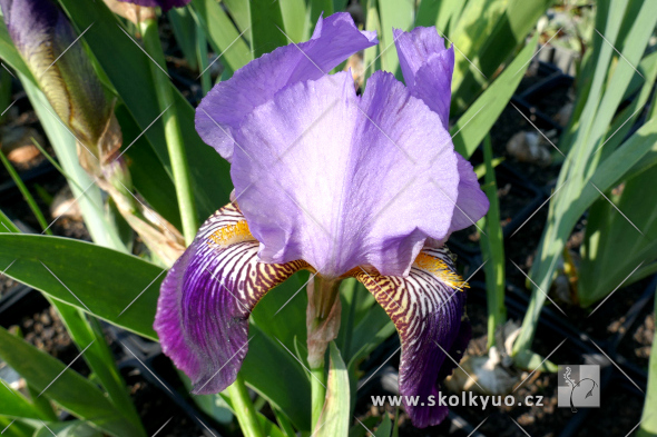 Iris (G) ´Alcazar´