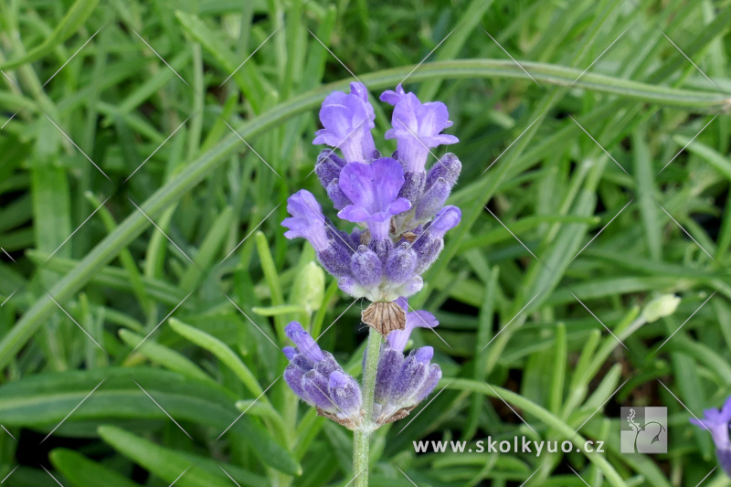 Lavandula angustifolia ´Munstead´