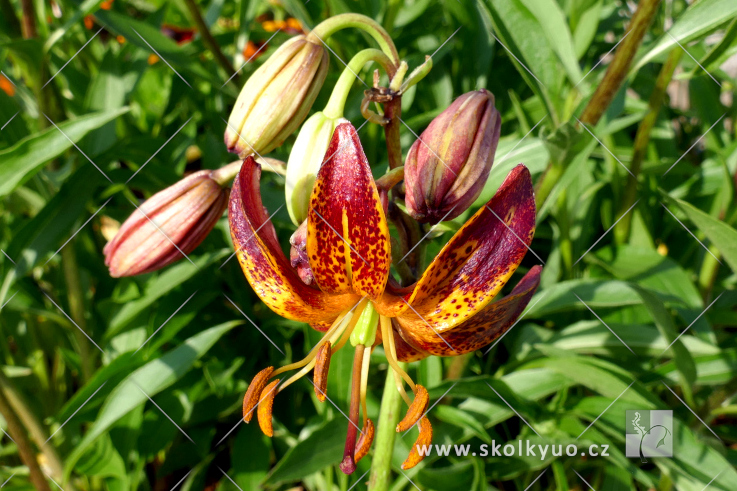 Lilium martagon ´Claude Shride´