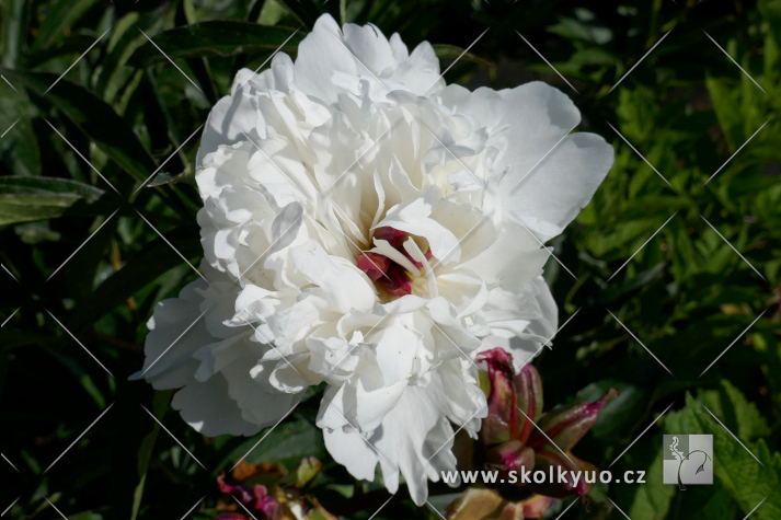 Paeonia lactiflora ´Shirley Temple´