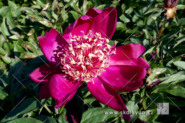 Paeonia lactiflora ´Nippon Beauty´
