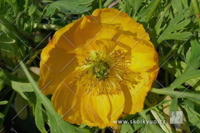 Papaver nudicaule ´Champagne Bubbles F1 Yellow´