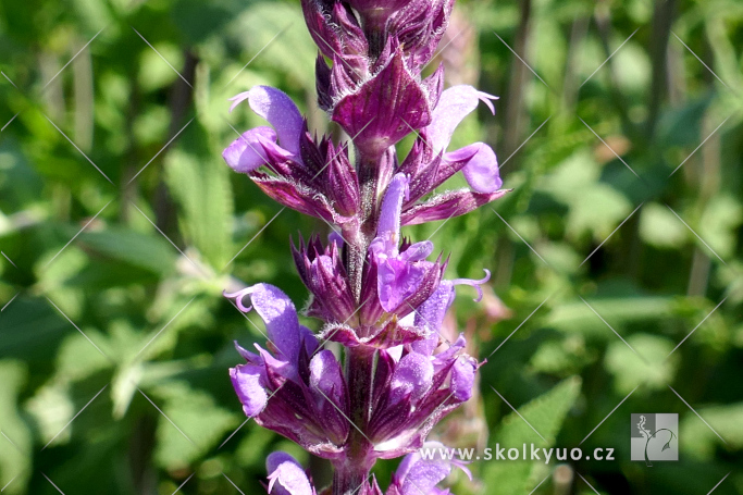 Salvia nemorosa ´Amethyst´
