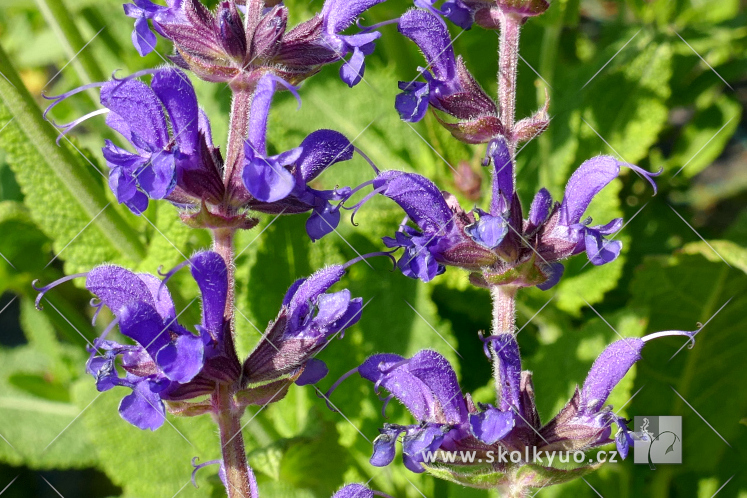 Salvia nemorosa ´Mainacht´