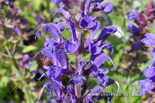 Salvia nemorosa ´Viola Klose´