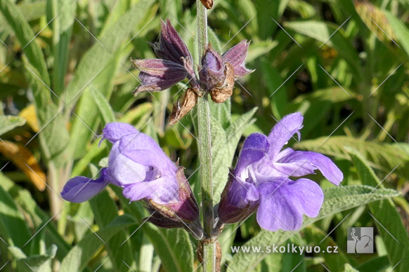 Salvia officinalis ´Extrakta´