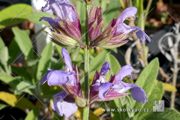 Salvia officinalis