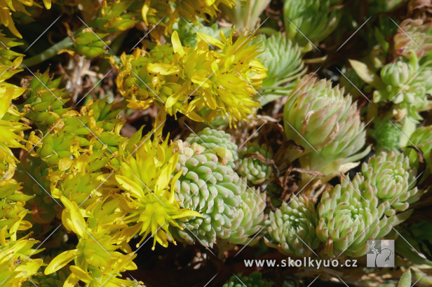 Sedum forsterianum ´Elegans´