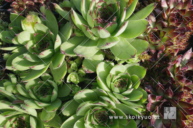 Sempervivum hybridum