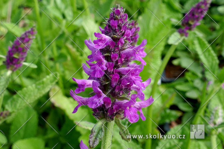 Stachys officinalis ´Hummelo´
