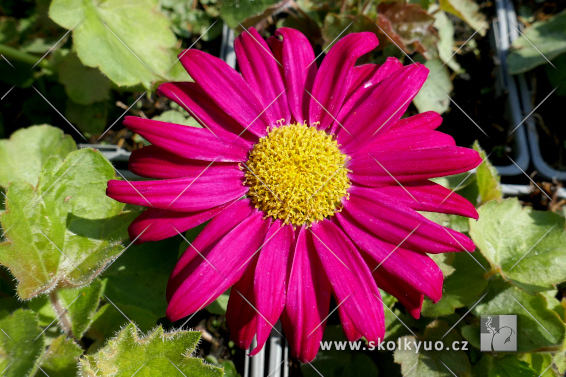 Tanacetum coccineum ´Robinson´s Giant Mixed´
