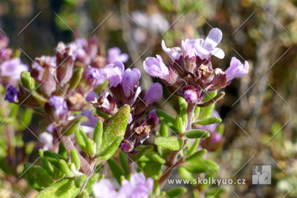 Thymus vulgaris ´Compactus´