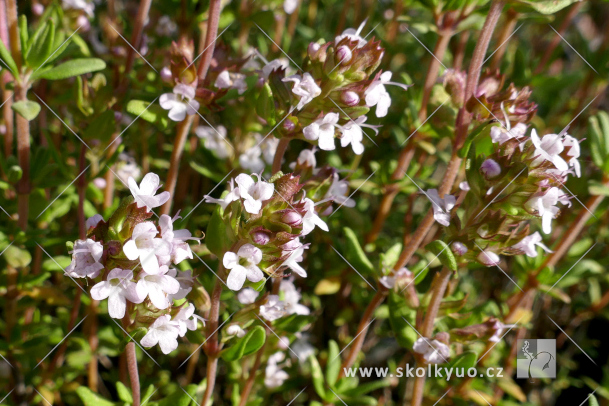 Thymus vulgaris