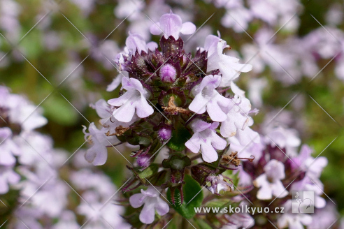 Thymus citriodorus ´Silver Queen´