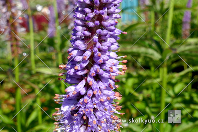 Veronicastrum virginicum ´Cupid´