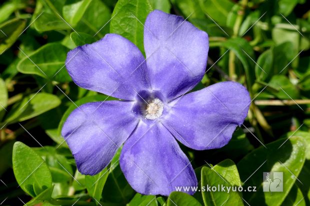 Vinca minor