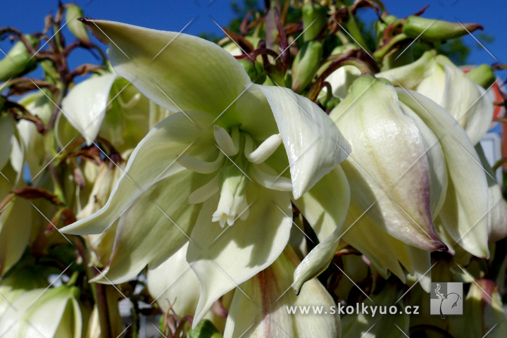 Yucca filamentosa