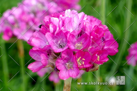 Armeria maritima ´Abbey Deep Rose´
