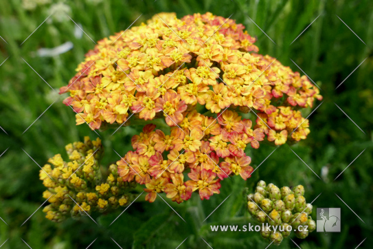 Achillea millefolium ´Milly Rock Yellow Terracota´
