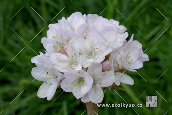 Armeria maritima ´Alba´