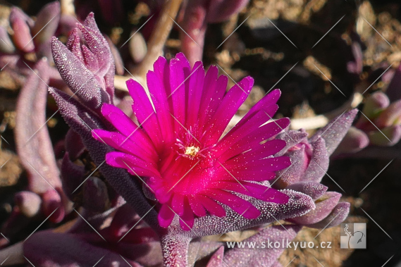 Delosperma ´Desert Dancer Purple´