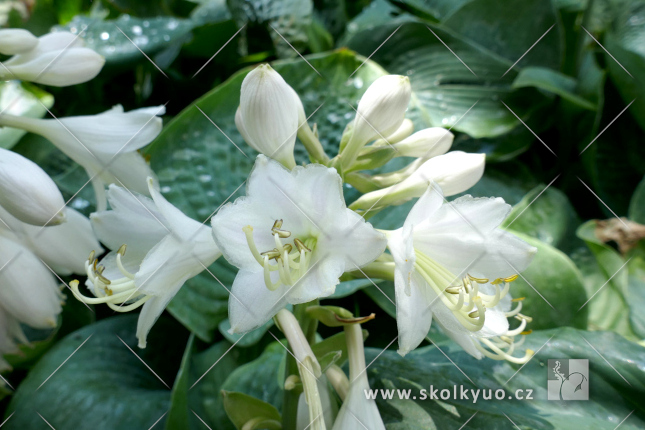 Hosta ´Bressingham Blue´